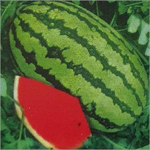 Common F1 Hybrid Watermelon Seed