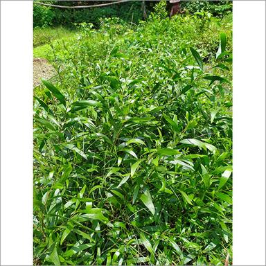 Green Mohaguni Plants