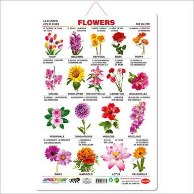 Art Card Flowers Educational Wall Chart