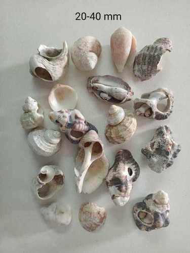 Natural River Seashell Crushed Stone Engeenier Decoration Aquarium - Color: Brown