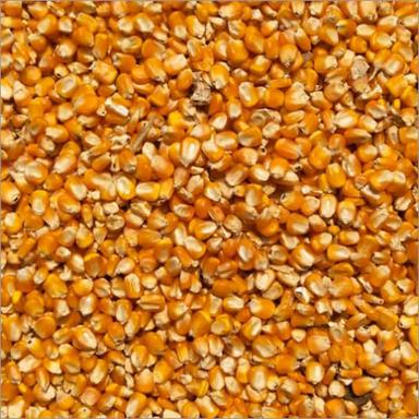 Yellow Dry Maize Seeds