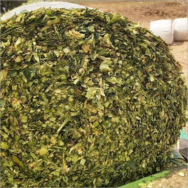 Corn Silage Cattle Feed Application: Fodders