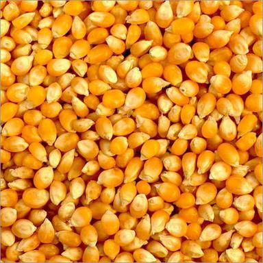 Fresh Corn Kernel Fat: Nil Percentage ( % )