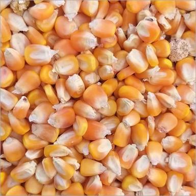 Organic Yellow Corn Seed