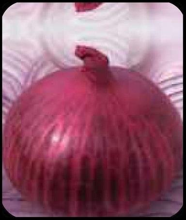 Blackish Red Onion F1- Suraj