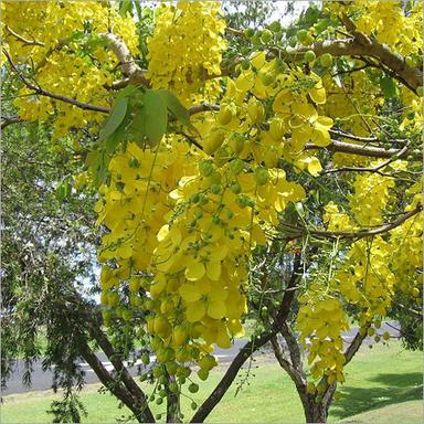 Yellow Flower Cassia Fistula Plant