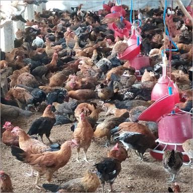 Black Sonali Poultry Farm Chicken