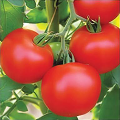 Common Minder- F1 Hybrid Tomato Seeds