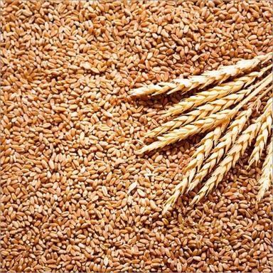 Tukdi Wheat Grains
