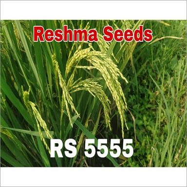 Common Green Paddy Seeds