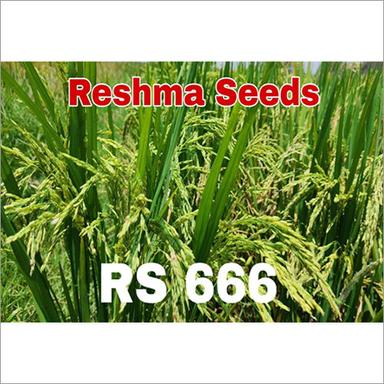 Common Hybrid Paddy Seeds