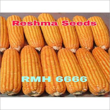 Common Yellow Maize Seeds