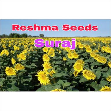 Common Suraj Sunflower Seeds