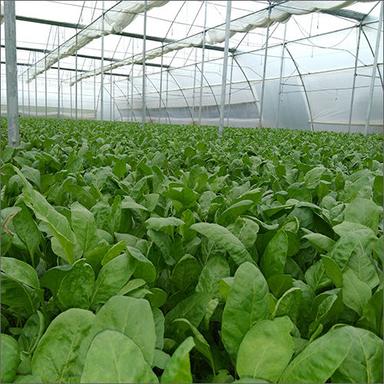Agriculture Poly Green House Greenhouse Size: Large
