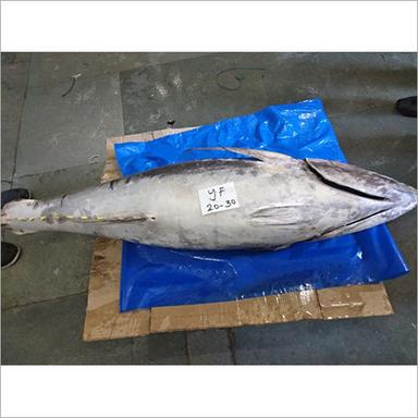 Frozen Yellowfin Whole Tuna Fish Weight: As Per Requirement  Kilograms (Kg)