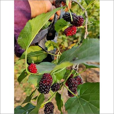 Mulberry Plant