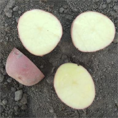 Natural Fresh Lady Rosetta Potatoes