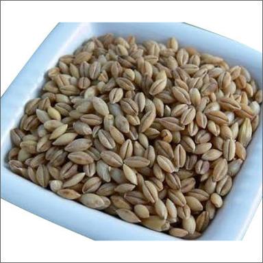 Organic Brown Hulled Barley Seeds