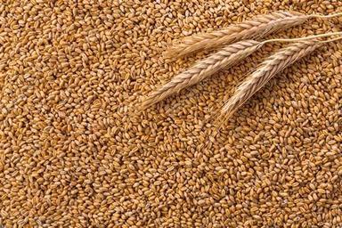 Wheat Grains Gender: Male