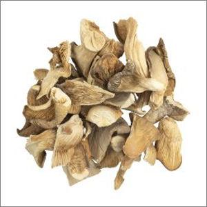 Common Dried Oyster Mushroom