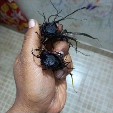 Fresh Pure Black Turmeric