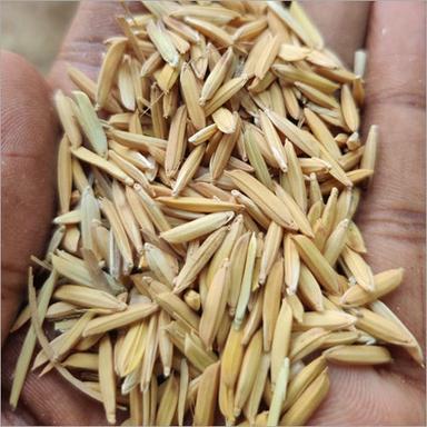 Common Pb 1692 Paddy Seed