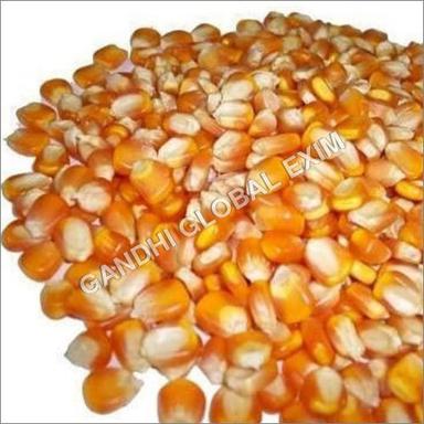 Maize Seeds