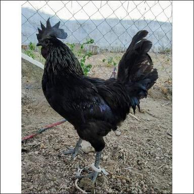 Black Kadaknath Chicken