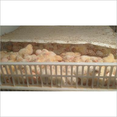 Indian Poultry Farm Chicks