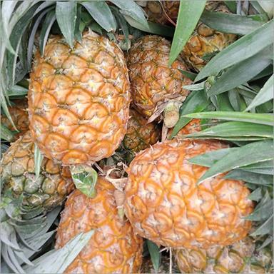 Organic Fresh Pineapple