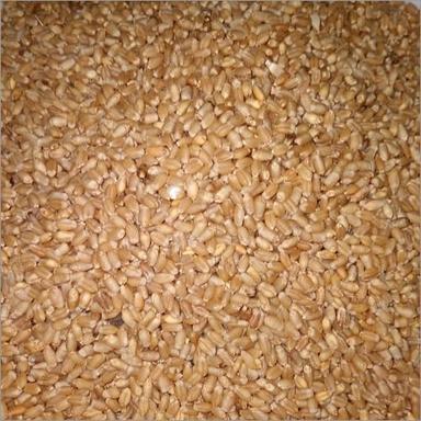 Brown Fresh Wheat