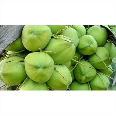 Organic Sweet Young Green Tender Water Coconut