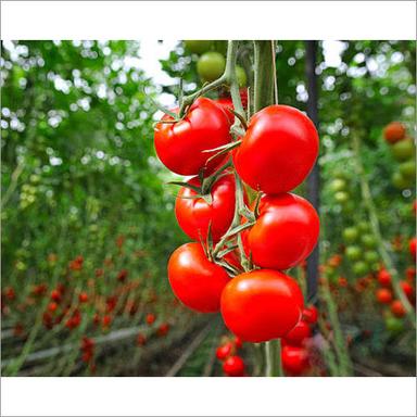Organic Cherry Tomato Moisture (%): Nil