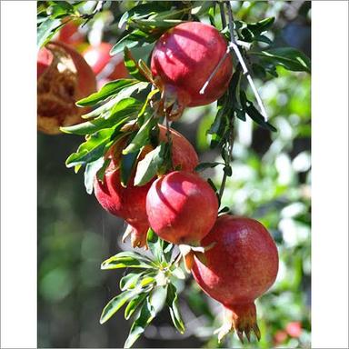 Common Organic Fresh Pomegranate