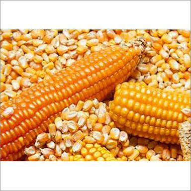 Common Organic Yellow Corn