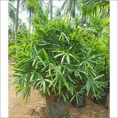Green Raphis Palm Plant