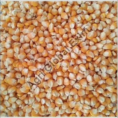 Common Fresh Corn Seeds