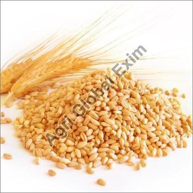 Common Natural Wheat Grains