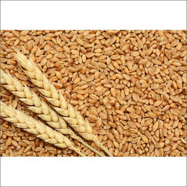 Normal Natural Wheat