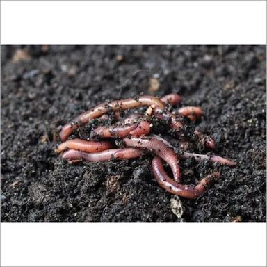 Live Earthworms For Composting Powder
