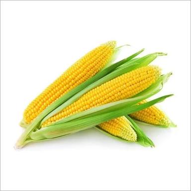 Fresh Corns Admixture (%): 1 %
