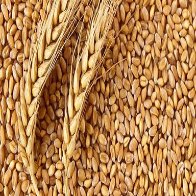 Indian Milling Wheat