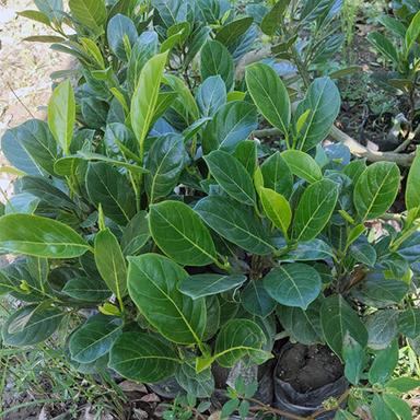 Green Seedless Jackfruit Plant