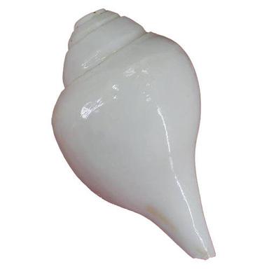 Durable Blowing White Pooja Shankh