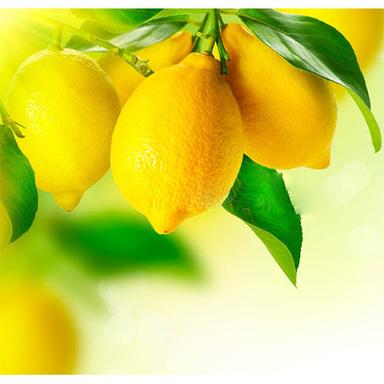 Oval Fresh Lemon