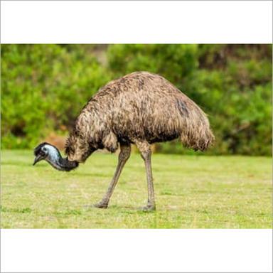 Emu Meat Preserving Compound: Vinegar