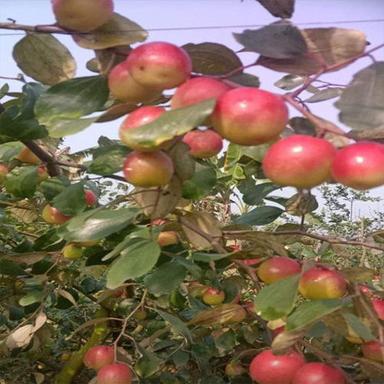 Green Miss India Apple Ber Plant