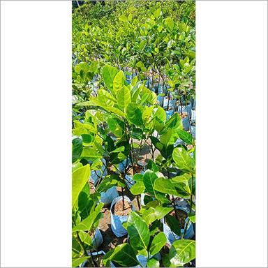 Green Pink Jackfruit Plant