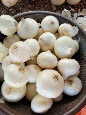 Round White Onion