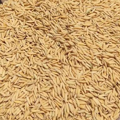 Common Sona Masoori Rice Paddy